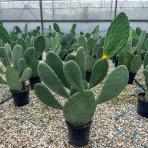 Opuncia figová (Opuntia ficus) ´INDICA´ - výška 40-60 cm, kont. C7L (-5°C)